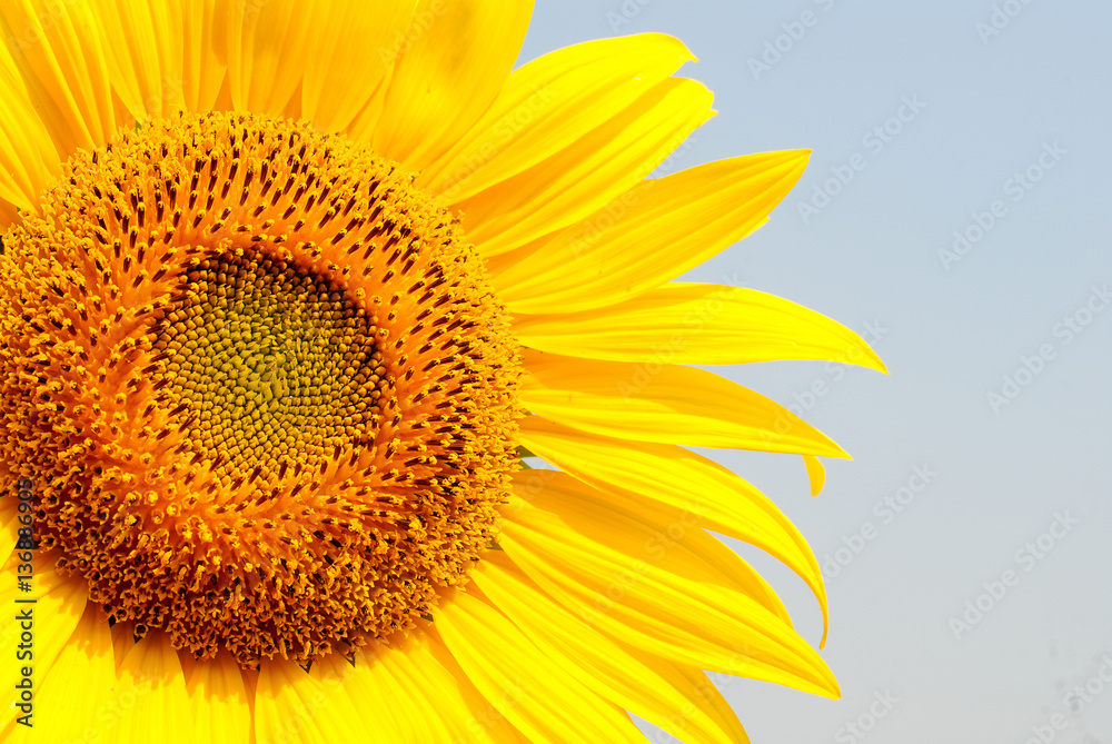 Naklejka premium Yellow sunflower field in full bloom. 
