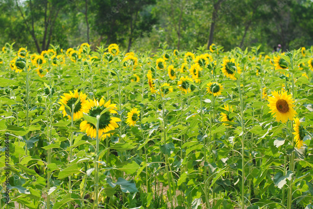 Obraz premium Yellow sunflower field in full bloom. 