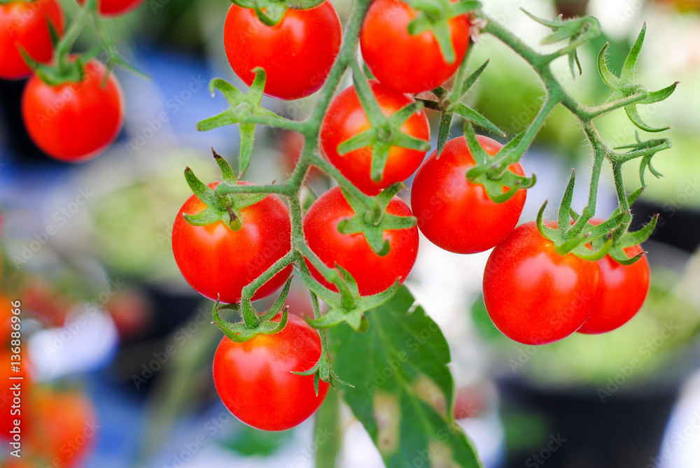 Tomato fruit full garden
