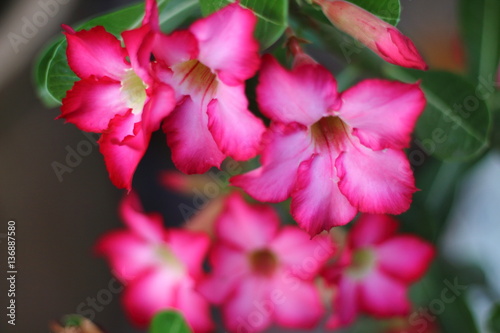 Azalea flowers fuchsia color