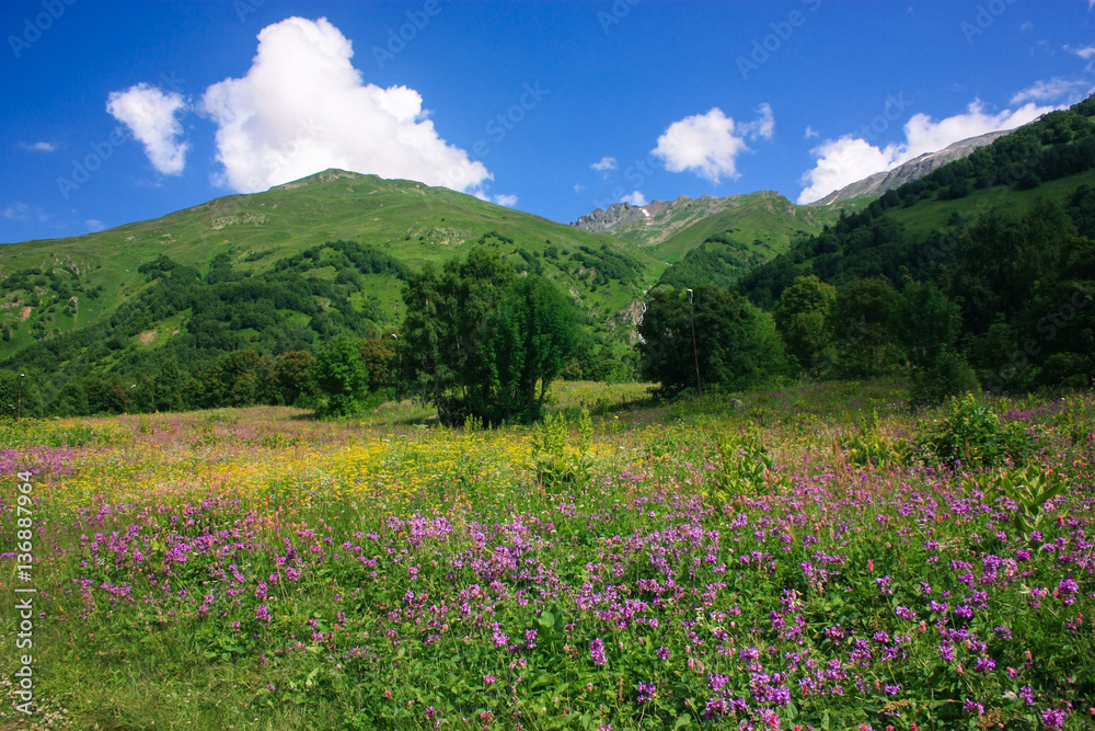 Mountain summer landscape with forest and high peaks. Caucasus.