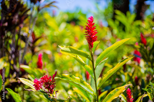 Red Ginger Plants photo