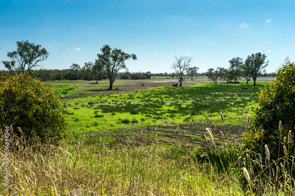 South Australia Swampy Meadow. View over swampy meadow in South Australia. Scattered eucalyptus trees, meager grass and brown dirt spots. Grass or grain in the foreground.