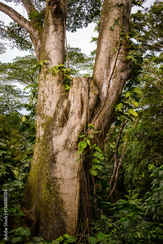 Tree Trunk in Lush Rainforest