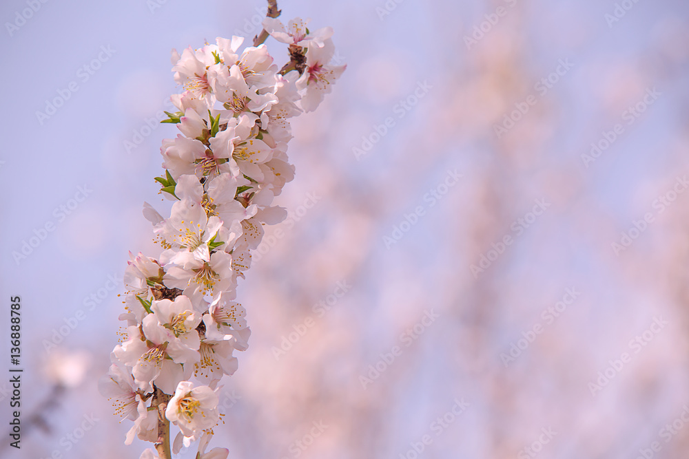 Almond flower trees at spring Almond flower trees at spring