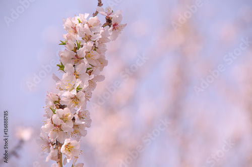 Almond flower trees at spring © suprunvitaly