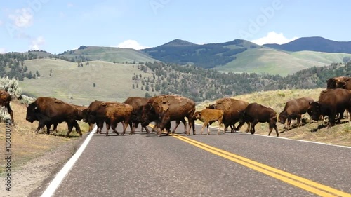 Wild Animal Buffalo Bull Males Oversee Road Crossing Yellowstone National Park