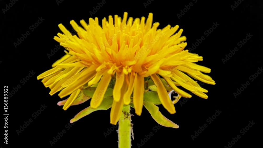 Dandelion flower timelapse isolated, encoded with photo png, transparent background Dandelion flower timelapse isolated, encoded with photo png, transparent background
