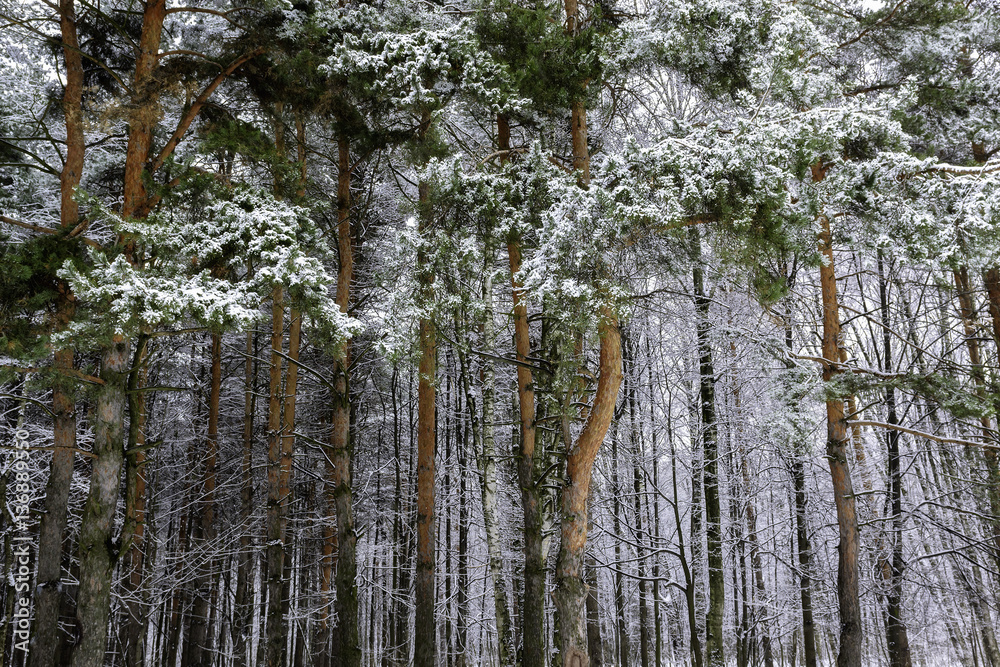 Fototapeta premium Winter background. Trees covered with snow in winter forest.