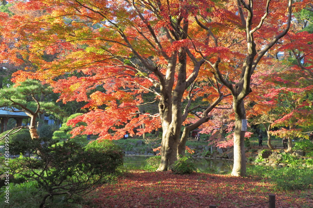 Naklejka premium 日比谷公園 紅葉