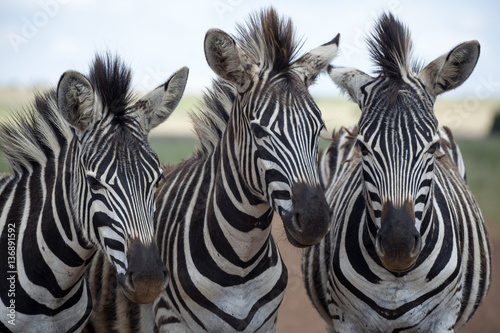Fototapeta Naklejka Na Ścianę i Meble -  Three young zebra