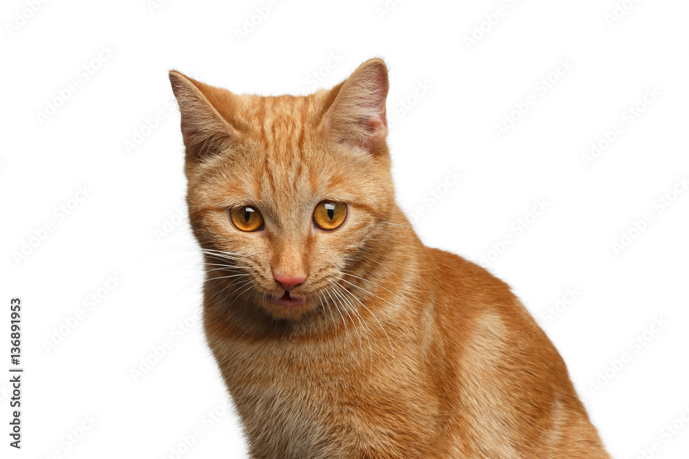 Portrait of Ginger Cat Surprised Staring down on Isolated white background, front view