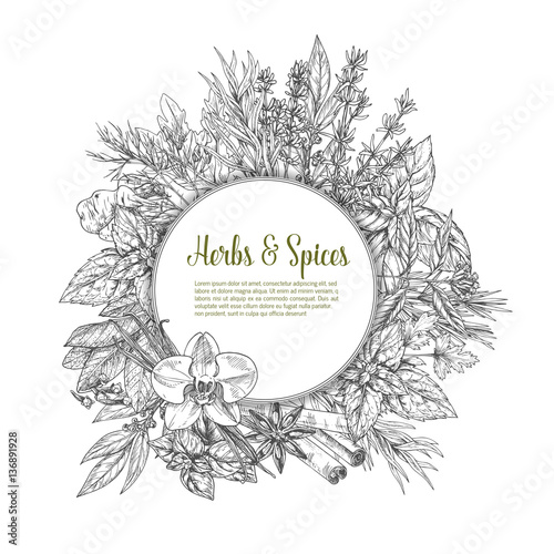 Herbs, spices and condiments sketch poster design