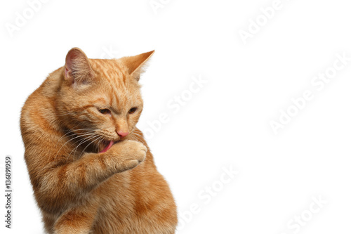 Portrait of Washes Ginger Cat Licking paw on Isolated white background, front view