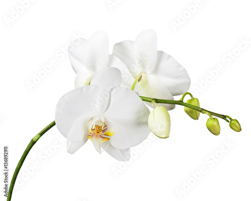 Fototapeta Naklejka Na Ścianę i Meble -  Three day old white orchid flowers isolated on white background. Closeup.