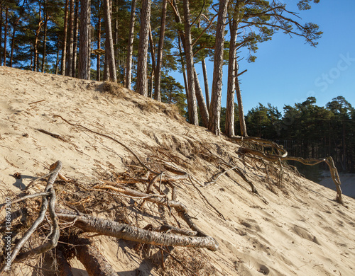 Growing pine trees.