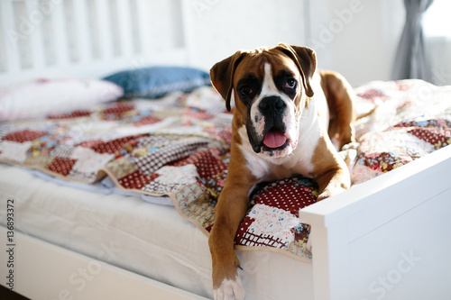 the dog on the bed