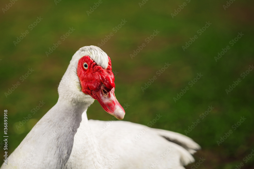 Musky duck or indoda on walk. White Muscovy bird Musky duck or indoda on walk. White Muscovy bird