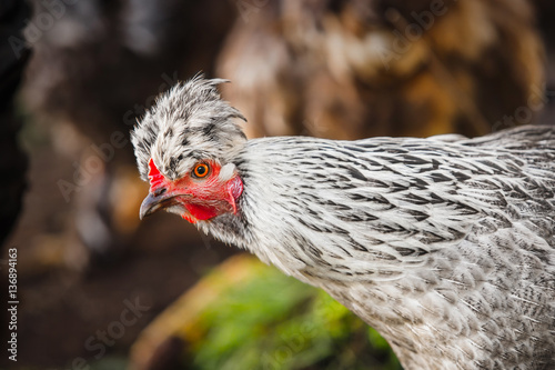Chicken head with tuft. Silver-gray tint by Legbar breed photo
