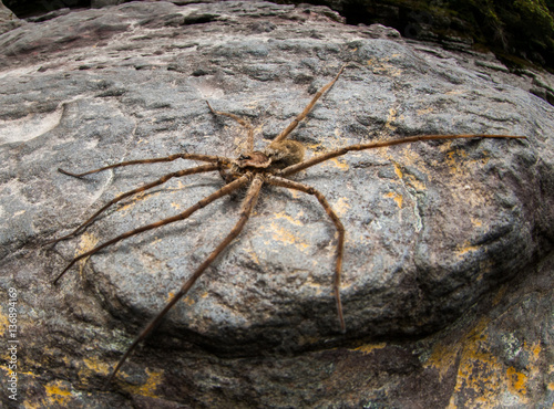 big spider 