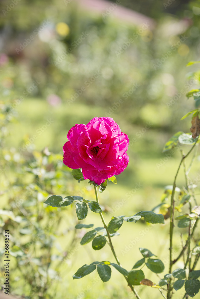Rose-colored valentine Rose-colored valentine
