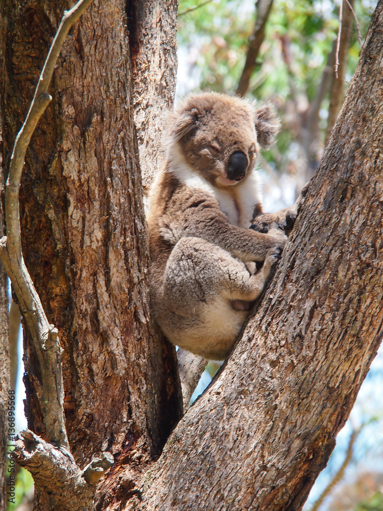 Obraz premium Koala sleeping