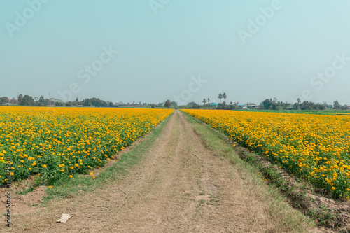 Beautiful field of Marigolds (Tagetes erecta, Mexican marigold, Aztec marigold)
