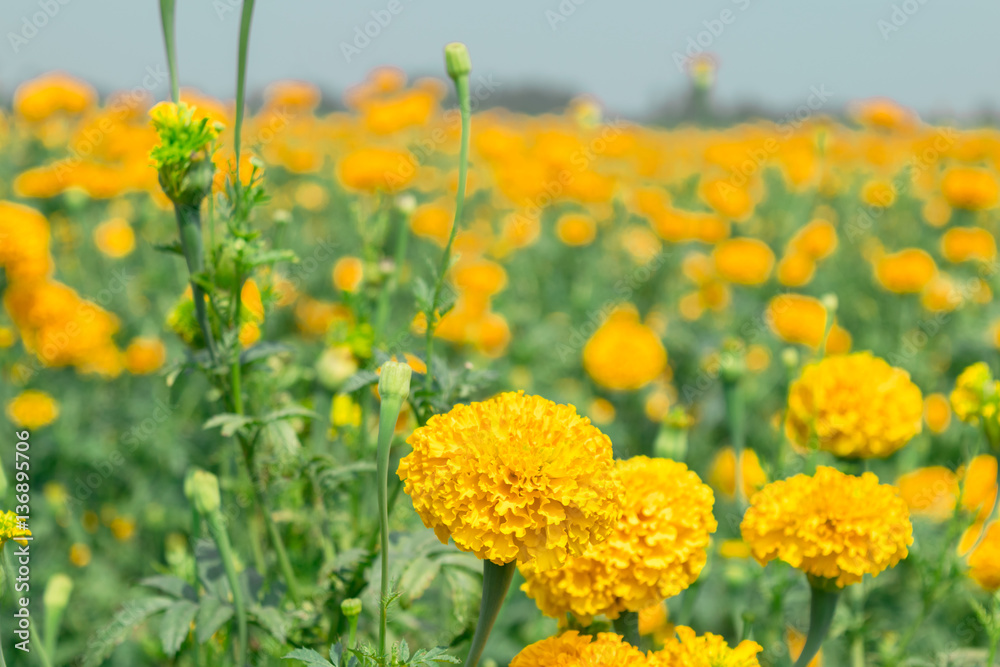 Obraz premium Beautiful of Marigolds (Tagetes erecta, Mexican marigold, Aztec marigold)