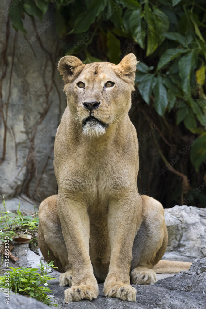 Image of a female lion on nature background. Wild Animals. Image of a female lion on nature background. Wild Animals.