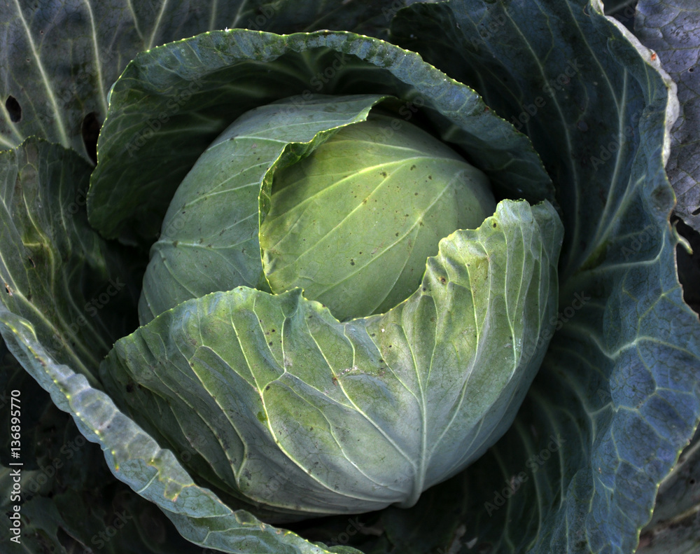 Obraz premium Ripe cabbage head with leaves