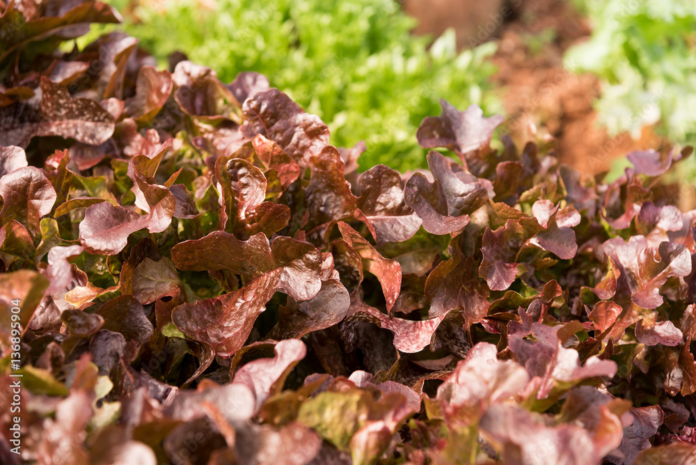 Organic vegetables garden Organic vegetables garden