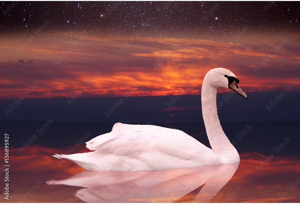 Fototapeta premium White swan swimming in a pond at sunset.