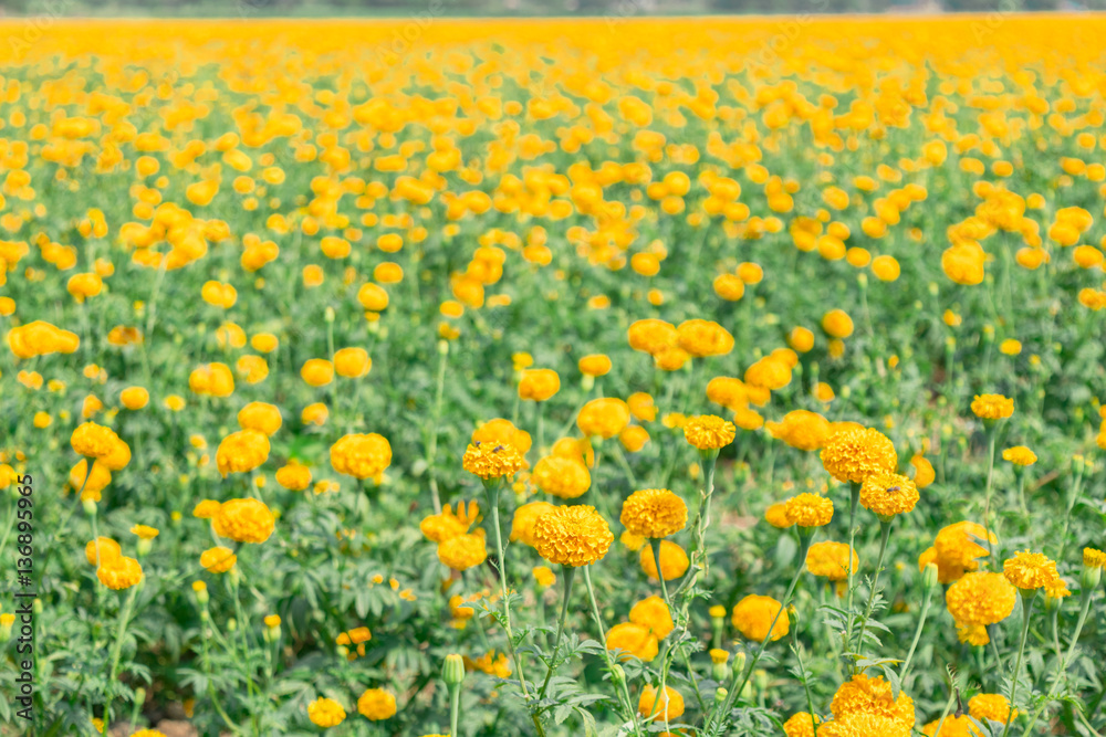 Beautiful field of Marigolds  (Tagetes erecta, Mexican marigold, Aztec marigold)