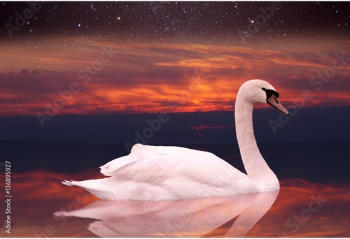 White swan swimming in a pond at sunset.