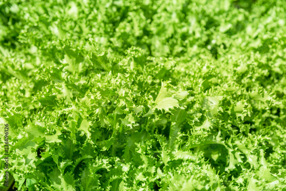 Organic vegetables garden Organic vegetables garden