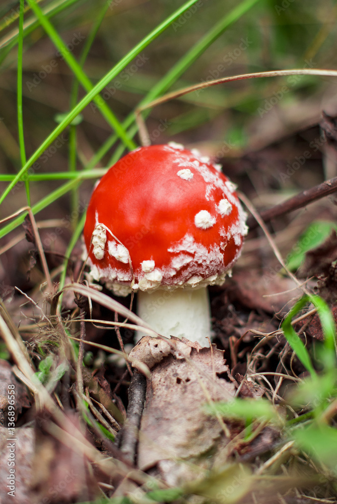 mushroom standing in the woods under a tree mushroom standing in the woods under a tree