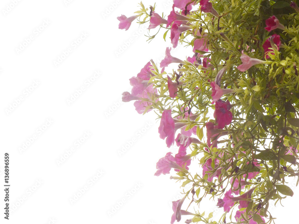 frame from summer flowers and copy space floral background frame from summer flowers and copy space floral background
