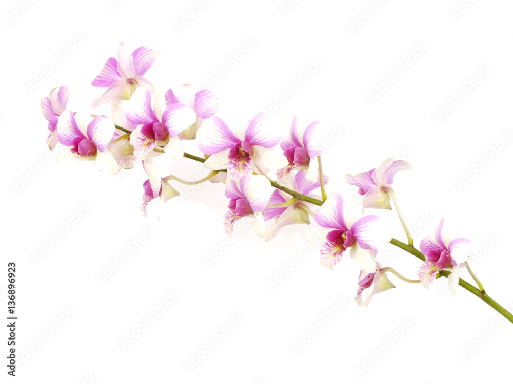 beautiful orchid isolated on white background beautiful orchid isolated on white background