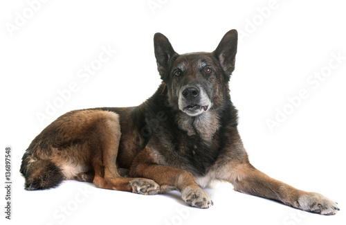 belgian shepherd malinois