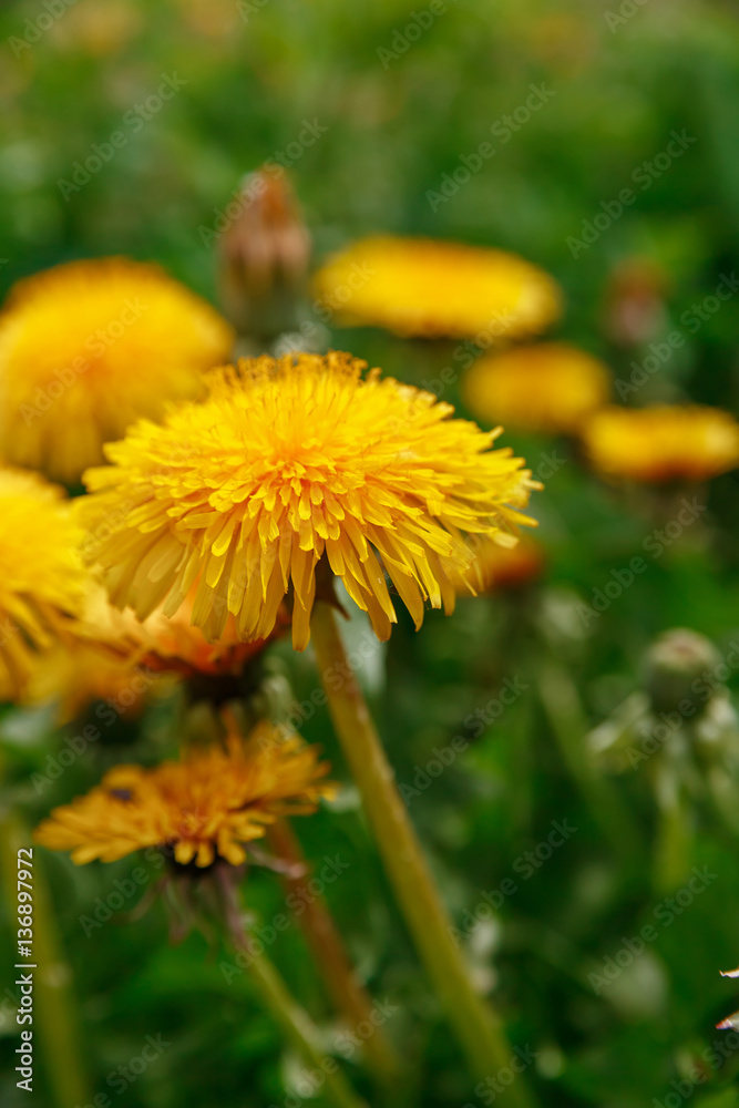 Yellow dandelion flower on green background Yellow dandelion flower on green background