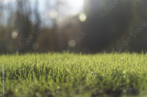 Background with green grass, sun beams and blue sky, park, Saint-Petersburg