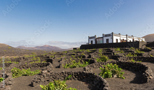Lanzarote La Geria vineyard on black volcanic soil in Canary Isl photo