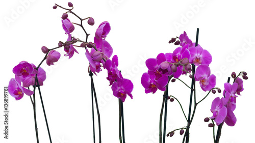 Purple orchid flowers isolated on white background