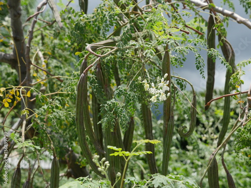 Brèdes, fleurs, bâtons mourongs, jardin créole, La Réunion