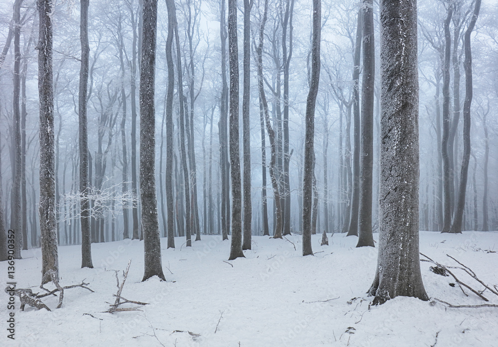 Obraz premium Forest in winter with fog and snow landscape