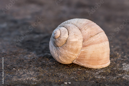 snail, conch