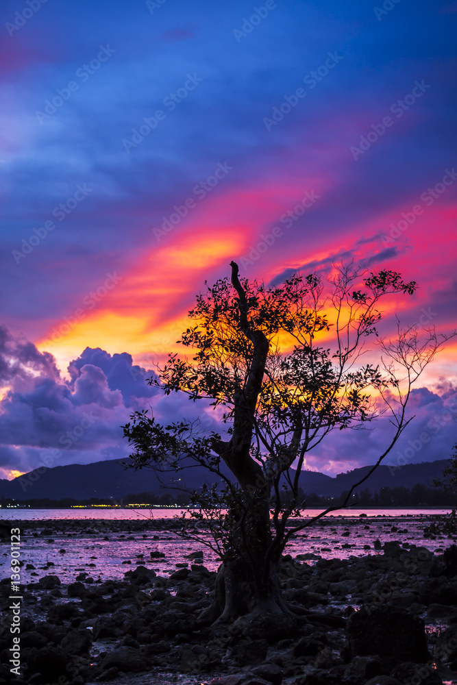 Firey sunset with mangrove tree