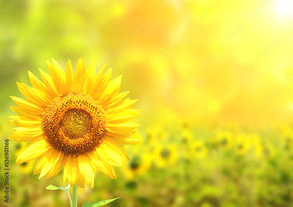 Sunflowers on blurred sunny background Sunflowers on blurred sunny background