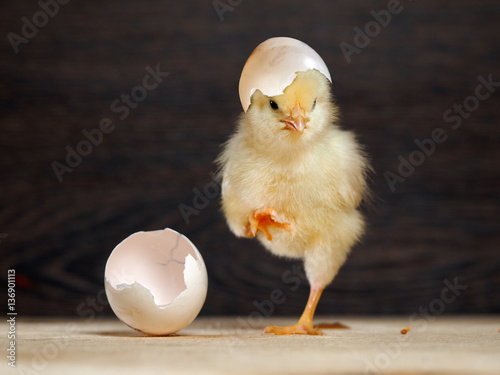 Newborn chick. The shell of the egg. Funny and cute chick Fototapeta