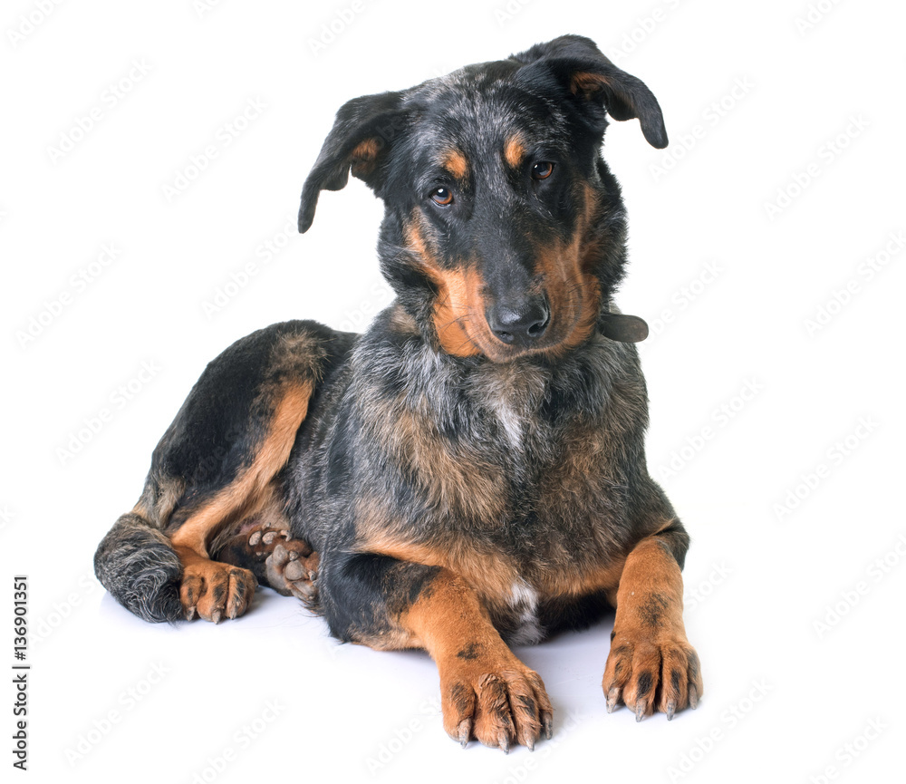 Obraz premium beauceron dog in studio